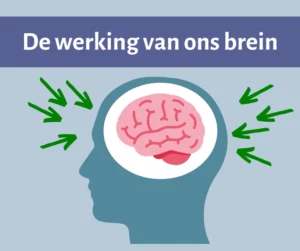 De werking van ons brein